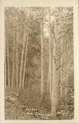 Grand Lake Aspens Colorado