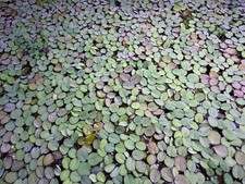 100 Salvinia minima water spangles floating plant Buy 2 Get 1 Free Lowest Price