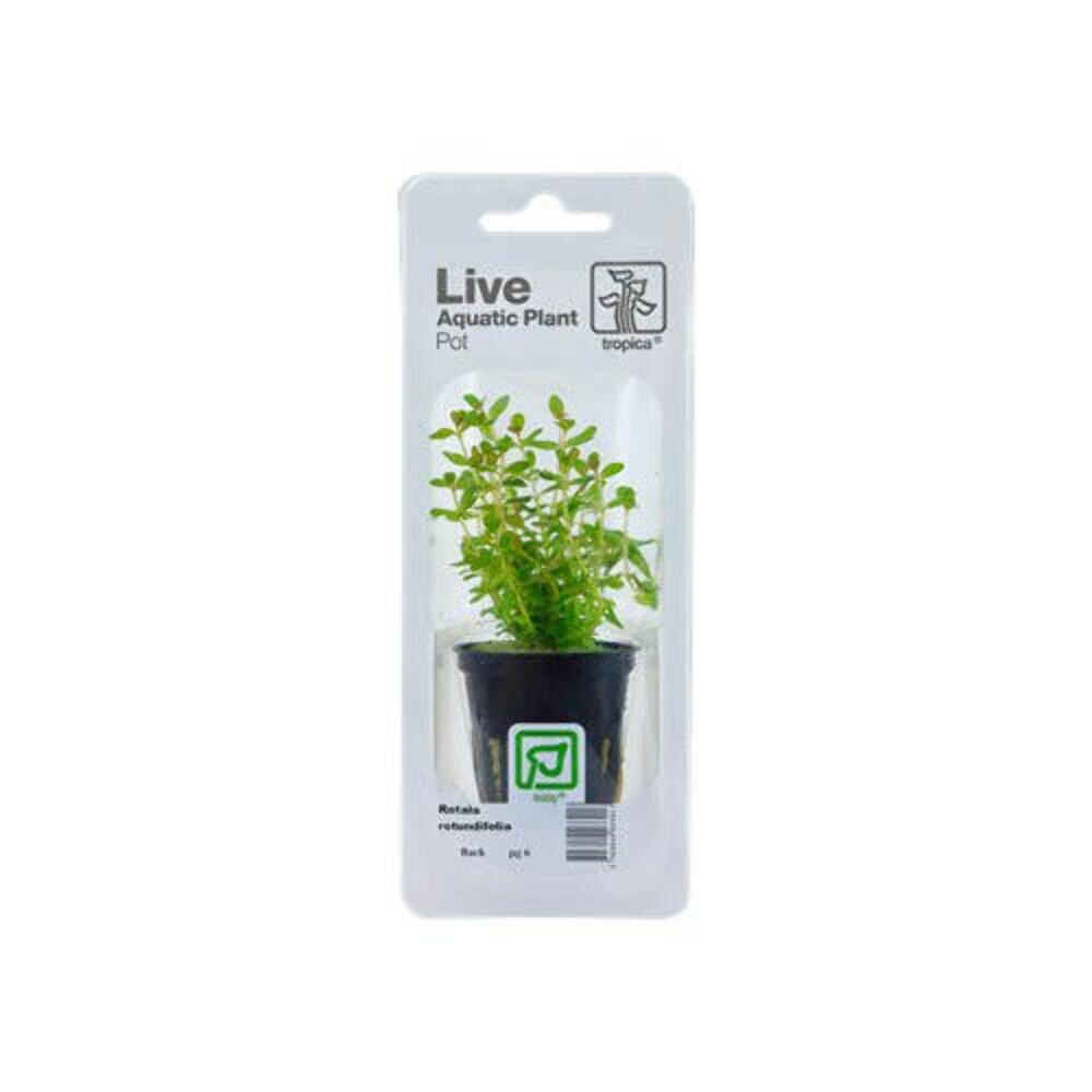 Tropica Rotala Rotundifolia
