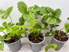 Alpine Strawberry  plants 3 x 9cm pots
