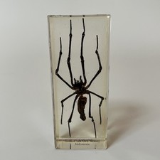 Real Life Bugs And Insects Taxidermy Golden Silk Orb Weaver In Glass Resin Block