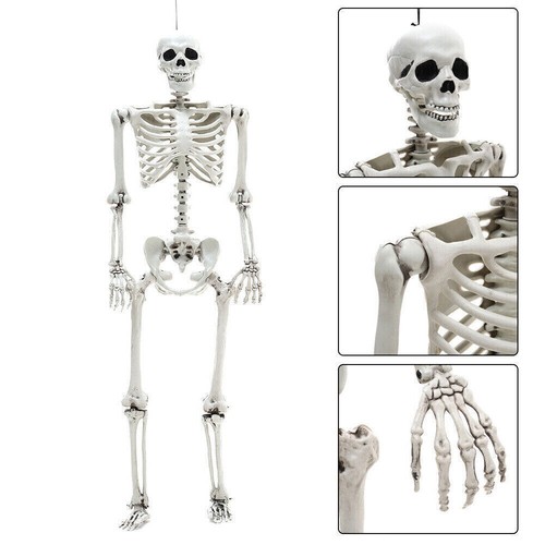 Skelett Halloween Lebensgroß 170cm Beweglich / Lehrmodell / Anatomie / Deko - Bild 4 von 14