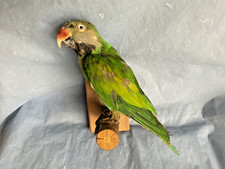 TAXIDERMY MOUSTACHE PARROT BIRD