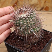 Notocactus eugeniae Vaso 8 cm Cod.0212-1