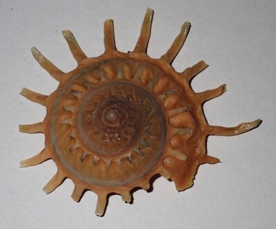 90 mm GREAT PATTERN Stellaria Solaris Carrier Seashell #AK2 Surin Island Phuket