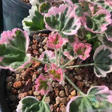 25+ Ice Queen Geranium Seeds for Garden Planting - USA - FREE SHIPPING!