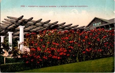 Los Angeles California CA : FLOWERS SCENE d/24 BF2895