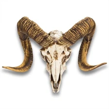 Bighorn Sheep Skull Replica | Weathered Polyresin | 16 1/8" W | Home Décor