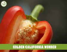 California Wonder Bell Pepper Seeds - Non-GMO