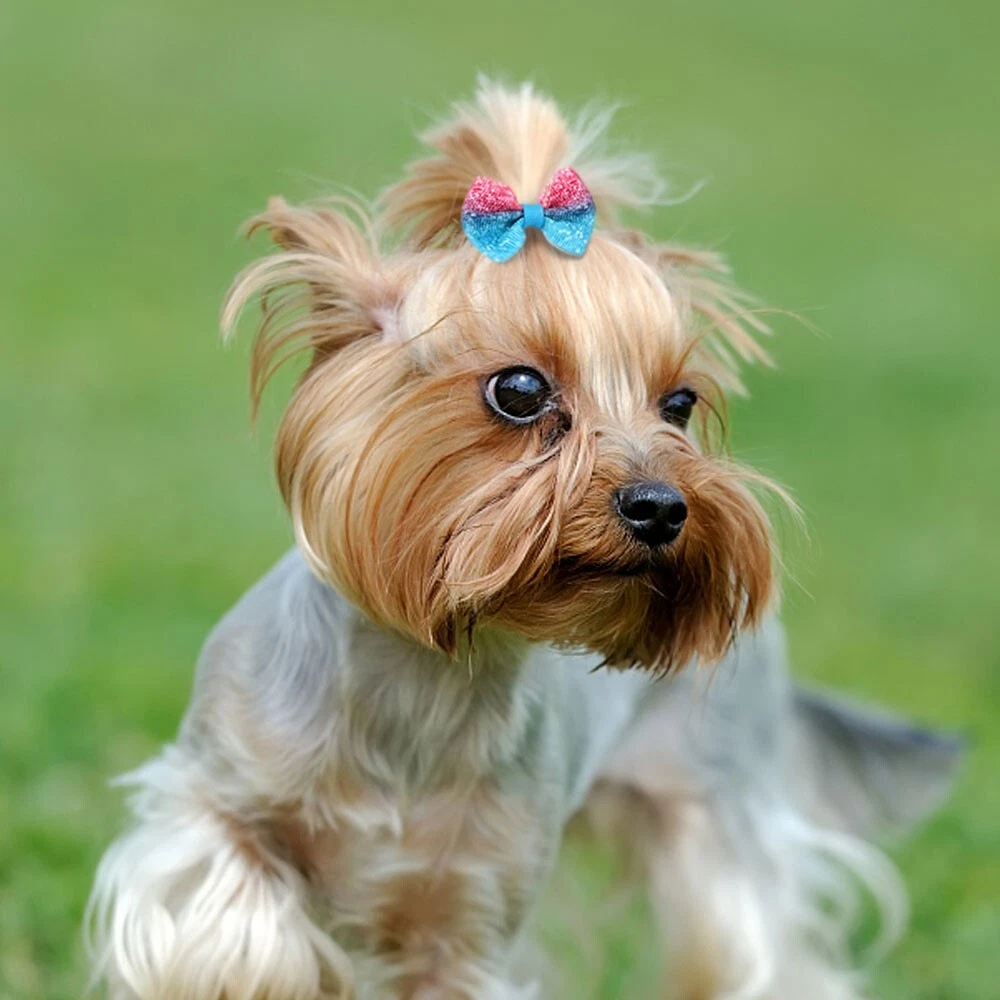 6 Best Chew toys for Yorkie Puppies and a Buyer's Guide - Yorkie