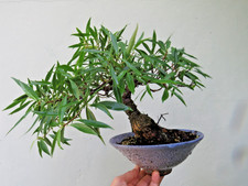 Ficus salicaria, Live Willow leaf Fig Tree Indoor /outdoor Tropical Bonsai plant