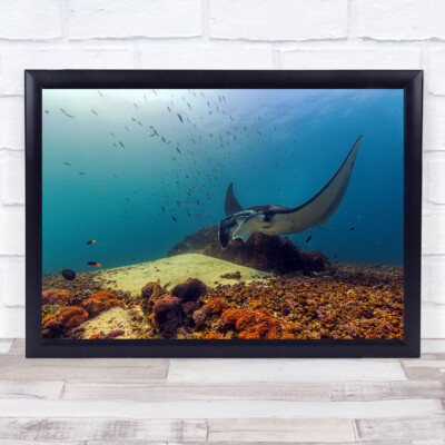 Mantarochen Unterwasser Grundwasser Wildtiere Wild Natur Tier Wandbild Druck