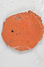 Orange Agatized Dinosaur Bone, New Mexico, 135 grams