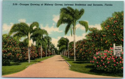 #ad #ad Oranges Growing at Midway Groves between Bradenton amp; Sarasota Florida $3.46