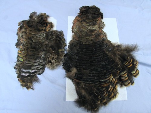 Two Patches of Wild Turkey Chest & Back Feathers - Fresh, Fly tying, Crafts