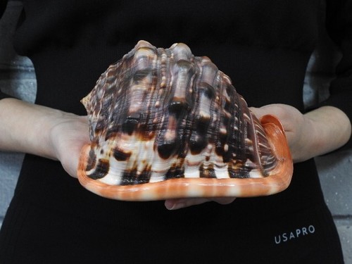 Sea shell Cypraecassis rufa 160mm ID#7199 - Picture 3 of 4