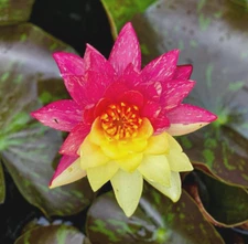 Nymphaea "Wanvisa" Pink Water Lily (Winter-Hardy) | Sprouted Tuber/Rhizome