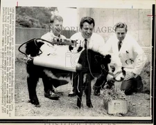 1972 Press Photo Doctors with calf using plastic heart in San Francisco