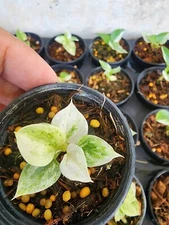 Anthurium hybrid variegated_4 inch pot