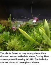 Corybas geminigibbus, rare terrestrial miniature orchid. Perfect for terrariums.