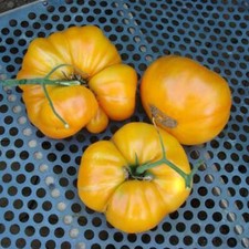 100 KENTUCKY Beefsteak Tomato Seeds Non-GMO Heirloom Flavorful Free Shipping