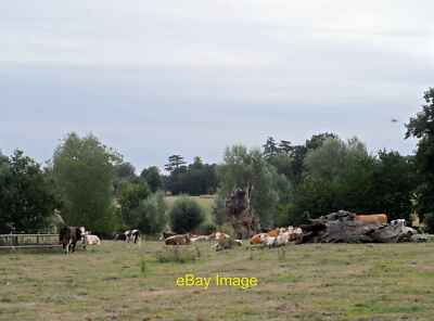 Photo 6x4 Cattle sitting among dead trees Witham  c2015