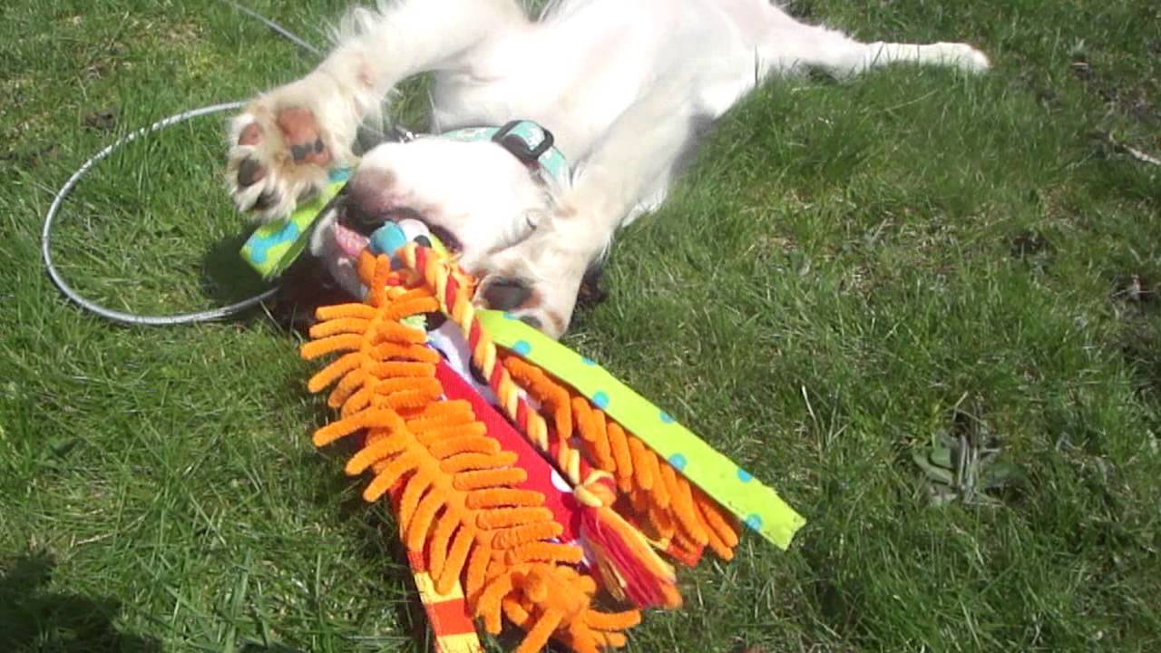 nylabone happy moppy