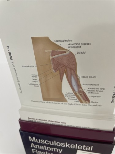 Muskel-Skelett-Anatomie Flash-Karten zweite Aufl. - Bild 10 von 12