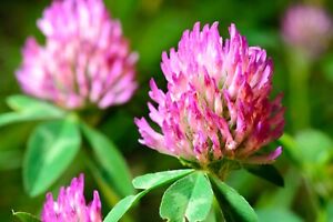 Image search result for "red clover"