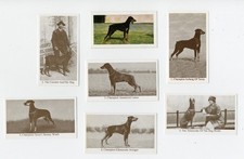 DOBERMAN PINSCHER COLLECTION OF COLLECTABLE DOG TRADE CARDS C1
