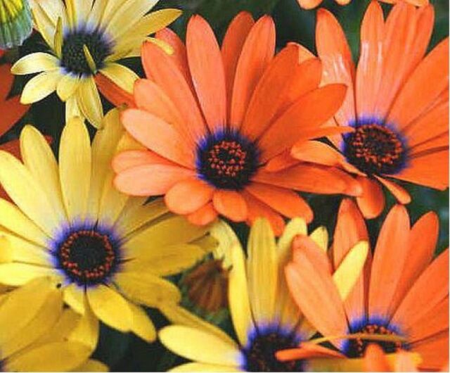 African Daisy -Mixed- 100 Seeds- BOGO 50% off SALE