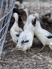 7 Fertile   Welsh Harlequin Duck Hatching Eggs