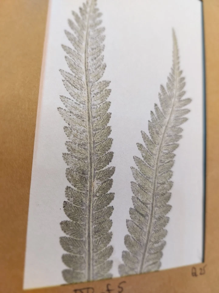 Helecho arte monoimpresión fronda mate único en su clase Foto 3 de 3