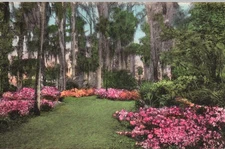 Hotel Alabama Winter Park Florida -Azalea Gardens HAND COLORED Postcard