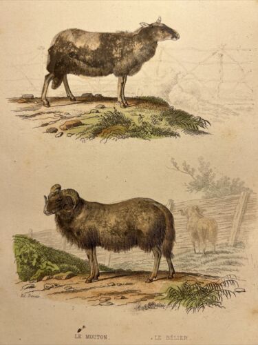 Goat Ram 1856 Antique Hand Colored Illustration Animals Watercolors Steel... - Picture 1 of 7