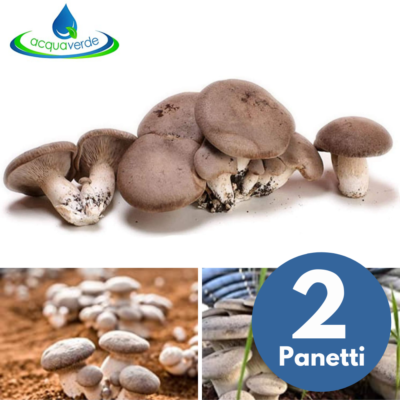 KIT COLTIVAZIONE FUNGHI Appassionati Di Coltivazione Funghi Micologia - Foto 10