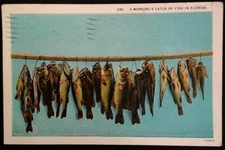 St. Petersburg Florida Postcard Vtg Early 1900s Large Mouth Bass Stringer Angler