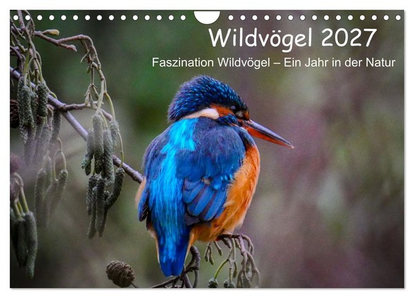 "Calendar 2027 · US Version · Wild Birds 2027 (Wall Calendar 2027 12\" × 8\" Landsc"-image