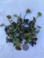 Aquatic Banana Plants Lot Of 25 X-Sm Size Nymphoides Aquatica