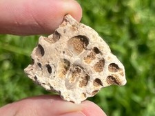 Hell Creek Fossil Crocodile Scute Osteoderm Croc Cretaceous Dinosaur Age Montana