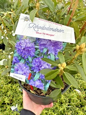 Rhododendron Blue Tit Magor - Large XXL 4Ltr Pot Flowering Evergreen Shrub  Hardy | eBay UK