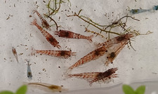 20 Assorted Neocaridina Shrimp Aquarium Cleaner Mixed Colors free shipping