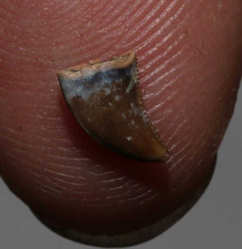 Nice Theropod Tooth Troodon? Big Serrations - Hell Creek Formation Cretaceous - Afbeelding 1 van 10