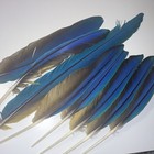 Blue & Yellow MACAW Feathers           DIY Crafts, Decorations — photo 1