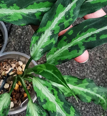 朝方迄超特価【Weed】Aglaonema pictum
