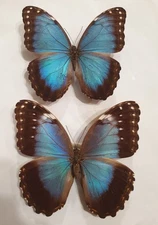 MORPHO HELENOR GUERRERENSIS pair from MEXICO. RARELY OFFERED !!!