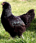 24 NPIP AI CLEAN BLACK AMERAUCANA CHICKEN HATCHING EGGS SHOW QUALITY GRADE A++ — photo 8