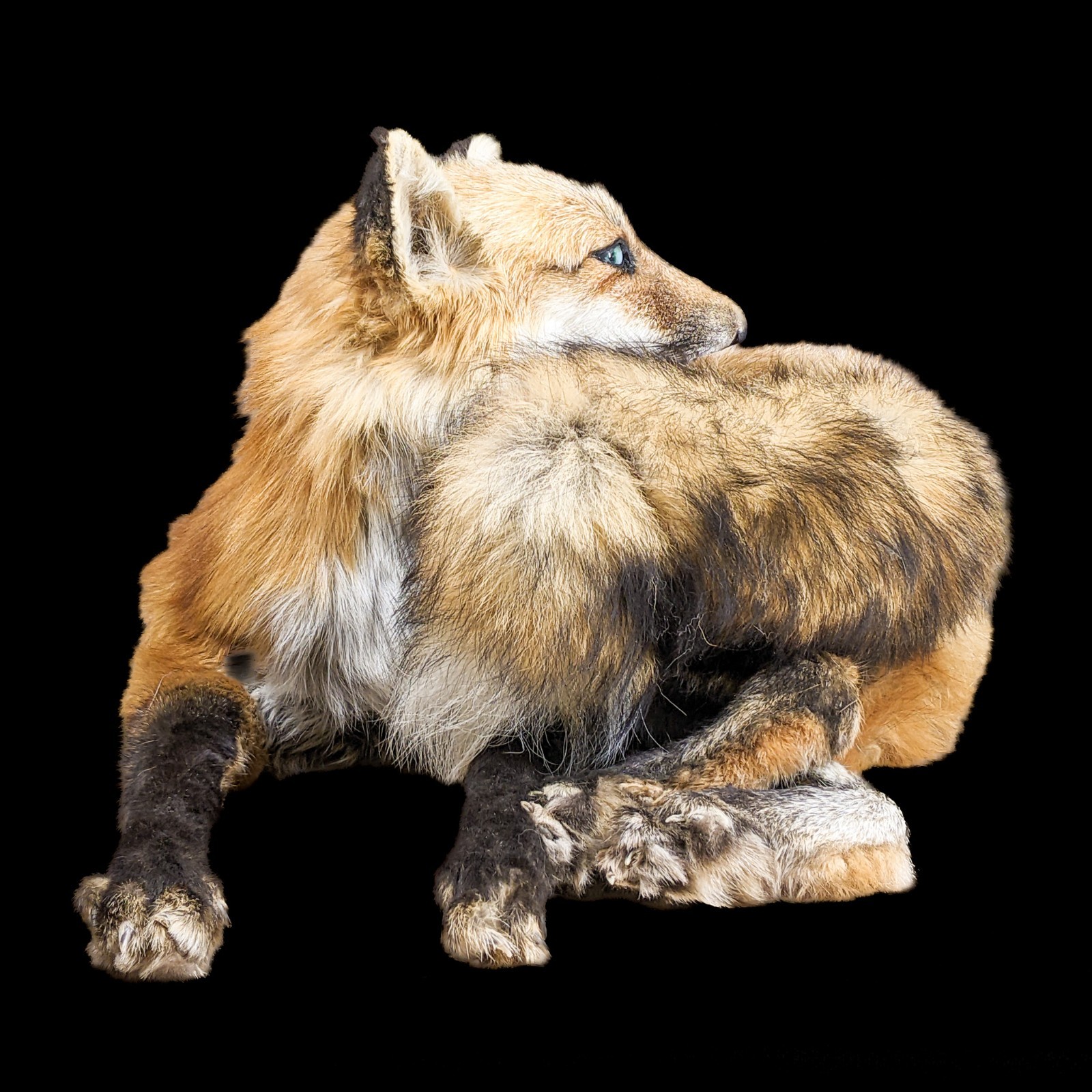Red Fox Mount Taxidermy Oddity Curiosity Display Collectible specimen decor gift