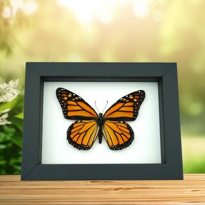 Framed Monarch Butterfly Danaus plexippus Female North American Classic Black