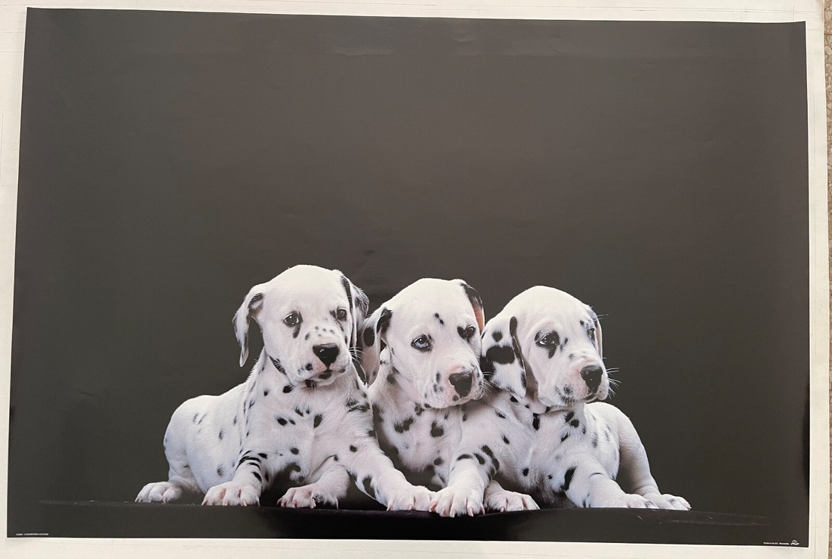 額装品/Dalmation Puppy/アノニマス/ポスター/アート/インテリア 3 DALMATIAN PUPPIES , RARE AUTHENTIC 1990's POSTER | eBay